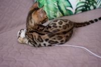 Kotka bengalska Aurora Aeni Bengal*Pl 