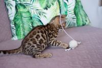 Kotka bengalska Aurora Aeni Bengal*Pl 