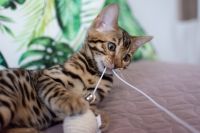 Kotka bengalska Aurora Aeni Bengal*Pl 