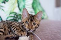 Kotka bengalska Aurora Aeni Bengal*Pl 