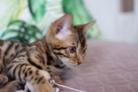 Kotka bengalska Aurora Aeni Bengal*Pl 