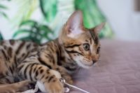 Kotka bengalska Aurora Aeni Bengal*Pl 