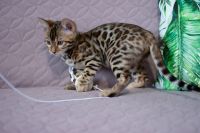 Kotka bengalska Aurora Aeni Bengal*Pl 