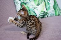 Kotka bengalska Aurora Aeni Bengal*Pl 