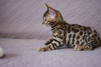 Kotka bengalska Aurora Aeni Bengal*Pl 