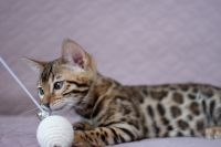 Kotka bengalska Aurora Aeni Bengal*Pl 