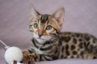 Kotka bengalska Aurora Aeni Bengal*Pl 