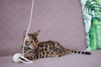 Kotka bengalska Aurora Aeni Bengal*Pl 