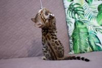 Kotka bengalska Aurora Aeni Bengal*Pl 