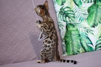 Kotka bengalska Aurora Aeni Bengal*Pl 