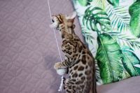 Kotka bengalska Aurora Aeni Bengal*Pl 