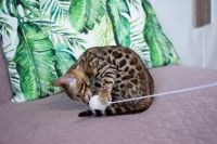 Kotka bengalska Aurora Aeni Bengal*Pl 