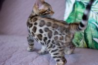 Kotka bengalska Aurora Aeni Bengal*Pl 