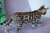Kotka bengalska Aurora Aeni Bengal*Pl 