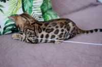 Kotka bengalska Aurora Aeni Bengal*Pl 