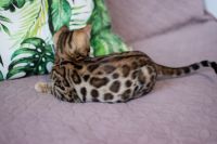 Kotka bengalska Aurora Aeni Bengal*Pl 