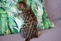 Kotka bengalska Aurora Aeni Bengal*Pl 