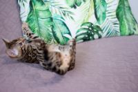 Kotka bengalska Aurora Aeni Bengal*Pl 