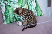 Kotka bengalska Aurora Aeni Bengal*Pl 