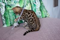 Kotka bengalska Aurora Aeni Bengal*Pl 