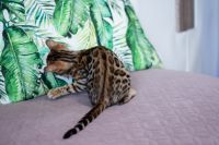 Kotka bengalska Aurora Aeni Bengal*Pl 