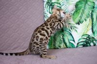 Kotka bengalska Aurora Aeni Bengal*Pl 