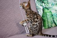 Kotka bengalska Aurora Aeni Bengal*Pl 