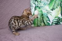 Kotka bengalska Aurora Aeni Bengal*Pl 