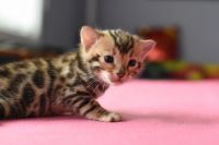Kotka bengalska Gina Aeni Bengal*Pl 