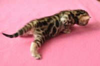 Kotka bengalska Gina Aeni Bengal*Pl 
