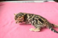 Kotka bengalska Gina Aeni Bengal*Pl 