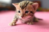 Kotka bengalska Gina Aeni Bengal*Pl 