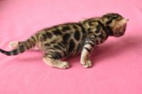 Kotka bengalska Gina Aeni Bengal*Pl 
