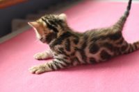 Kotka bengalska Gina Aeni Bengal*Pl 