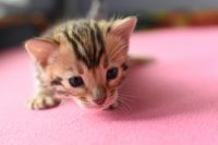 Kotka bengalska Gina Aeni Bengal*Pl 