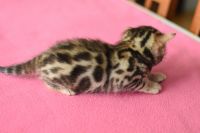 Kotka bengalska Gina Aeni Bengal*Pl 