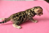 Kotka bengalska Gina Aeni Bengal*Pl 