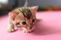 Kotka bengalska Gina Aeni Bengal*Pl 
