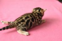 Kotka bengalska Gina Aeni Bengal*Pl 