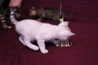 Kotka bengalska Iskra Aeni Bengal*Pl 