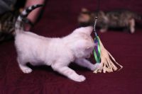 Kotka bengalska Iskra Aeni Bengal*Pl 