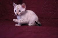 Kotka bengalska Iskra Aeni Bengal*Pl 