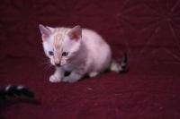 Kotka bengalska Iskra Aeni Bengal*Pl 