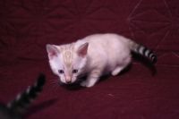 Kotka bengalska Iskra Aeni Bengal*Pl 