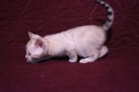 Kotka bengalska Iskra Aeni Bengal*Pl 