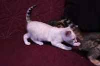 Kotka bengalska Iskra Aeni Bengal*Pl 