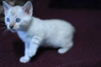 Kotka bengalska Iskra Aeni Bengal*Pl 