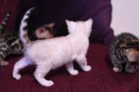 Kotka bengalska Iskra Aeni Bengal*Pl 