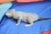 Kotka bengalska Iskra Aeni Bengal*Pl 