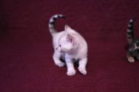 Kotka bengalska Iskra Aeni Bengal*Pl 